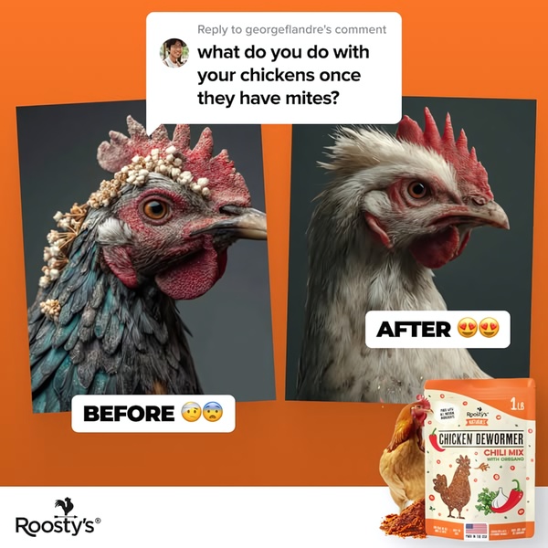 A split-screen comparison showing a mite-ridden chicken next to a healthy one, effectively demonstrating product efficacy.